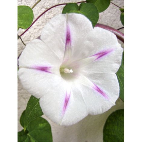 Volubilis 'Shiva' le sachet de 30 graines (0,8g) (1/2)