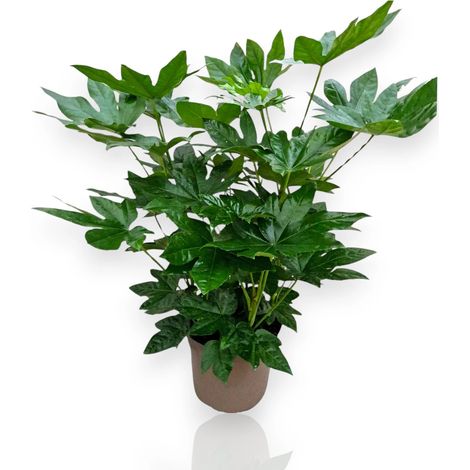 Gardenaria Fatsia japonica (Aralia) - Pianta da interno ornamentale - Altezza: 60 cm (vaso 17) (1/5)