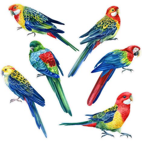Proteggi gli uccelli e decora il tuo ufficio domestico - CBCJD209