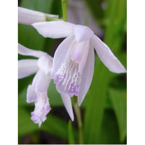 Orchidée jacinthe 'Alba' Godet de 8/9 cm calibre I