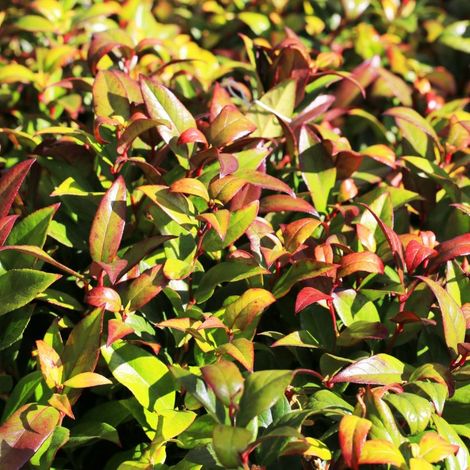 Leucothoé 'Zeblid' Scarletta (Leucothoe 'Zeblid' Scarletta)