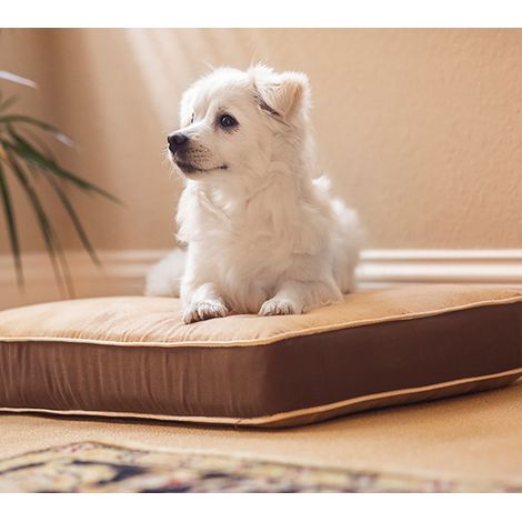 Cama para Perros y Gatos- Fácil de Lavar - 3 tamaños Diferentes en función del tamaño del Perro (Small (54x40cm)) (1/2)