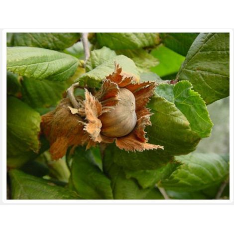 NOCCIOLO TONDO GENTILE LANGHE  TRILOBATA (1 PIANTA)