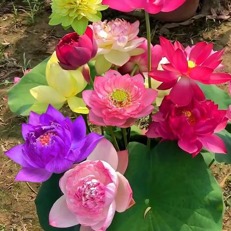 graines de lotus ouvertes d'eau couleurs mélangées plantes hydroponiques quatre saisons adaptées aux cours balcons (1/5)