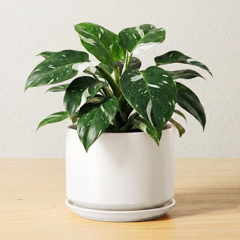 Pot de Fleurs en Céramique 17 cm, Pot de Fleurs avec Soucoupe Intégrée et Trou de Drainage, Petit Cache-Pot Moderne, Robuste et Durable pour Décoration Maison et Bureau, Finition Mate, Blanc (1/5)