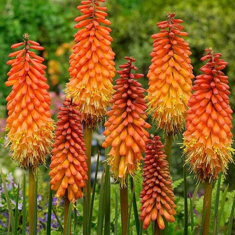 4 x Tritoma - Kniphofia 'Alcazar' - godet 9x9 cm