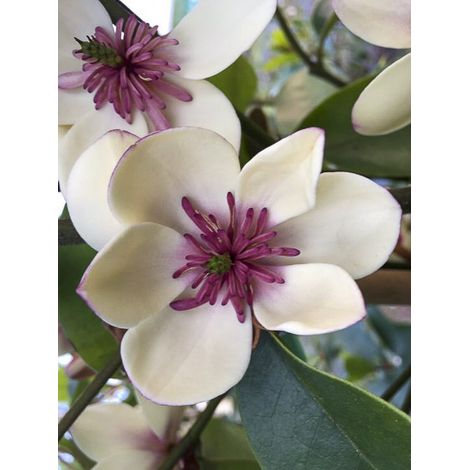 Magnolia banane 'White Caviar' Pot de 3L/4L (1/2)