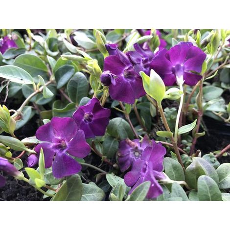 6 x Vinca minor 'Atropurpurea' - Pervenche - Pot P9 (9 x 9 cm) -