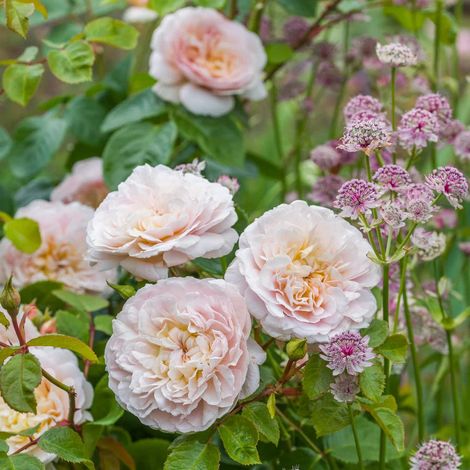 Gardenaria Rosa 'Emily Bronte' - Rosa da giardino - Altezza: 40/50 cm (vaso20) (1/3)