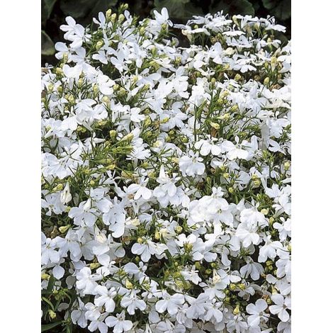 Lobélie 'White Lady ' le sachet de 5100 graines (0,2g) (1/2)