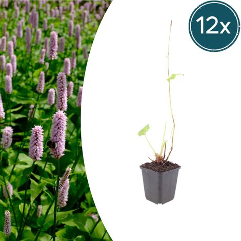 Lot de 12 Persicaria affinis 'Superba' Renouée Vivace à Fleurs Rouge Foncé Pot Ø 9 cm 10-25 cm - PANGIVO (1/5)