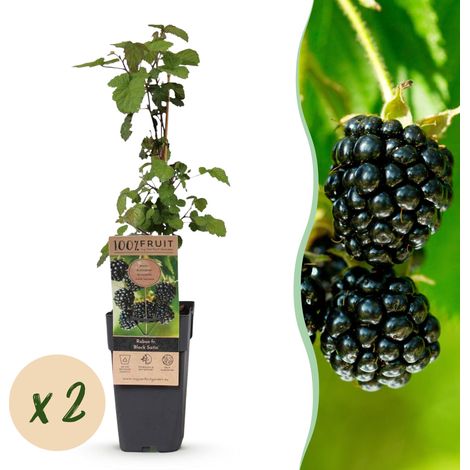 Mûrier Black Satin Rubus fruticosus - Lot de 2 Plantes Fruitières Rustiques - Pot 15 cm - 50 cm - PANGIVO (1/5)