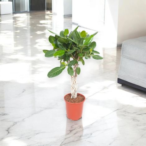 Gardenaria Ficus benghalensis - Pianta da interno ornamentale - Altezza: 100 cm (vaso 27)