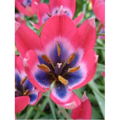 Tulipe botanique 'Little Beauty' Bulbe calibre 6+ (par 10) (1/3)