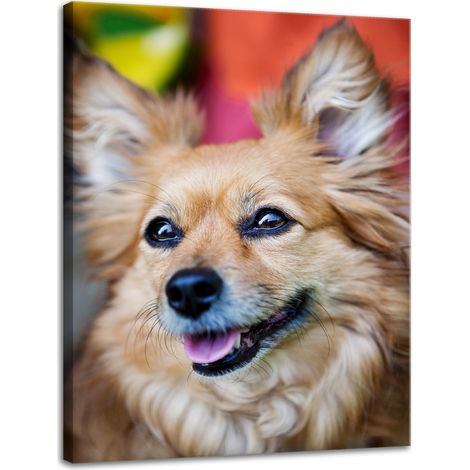 Leinwanddruck Chihuahua-Tiere 30x40 cm