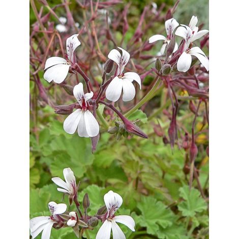 Géranium odorant 'White' Godet de 8/9 cm
