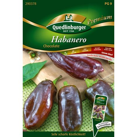 Quedlinburger Saatgut – Piment Habanero Chocolate – Graines de légumes, fruits brun chocolat, hauteur 80-100 cm (1/2)