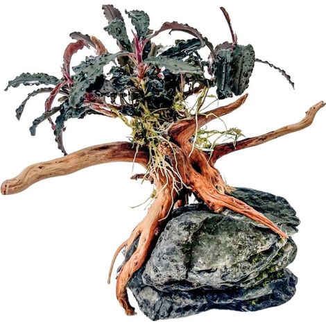 AquaOne Bucephalandra Pflanze auf Moorkienwurzel mit Seiryu Stein
