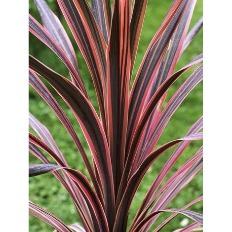Cordyline australe 'Southern Splendour' Pot de 2L/3L (1/2)