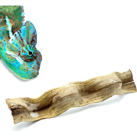 Liane brésilienne bio pour terrarium, épaisse, 50 cm (1/5)