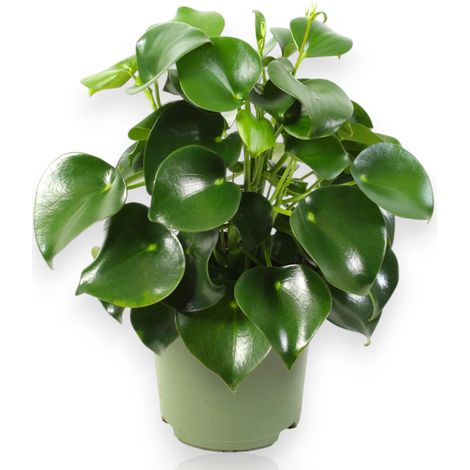 Gardenaria Peperomia polybotrya 'Raindrop' - Pianta da interno ornamentale - Altezza: 30 cm (vaso 14) (1/4)