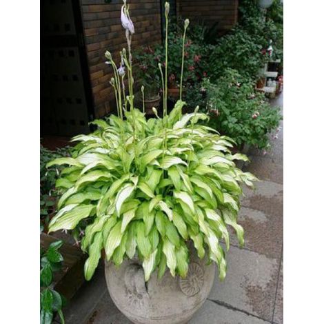 Hosta sieboldii 'Kabitan' Godet de 8/9 cm (1/4)