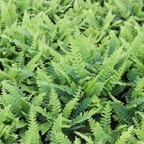 x Blechnum spicant - Feuillage double - Pot 9 x 9 cm