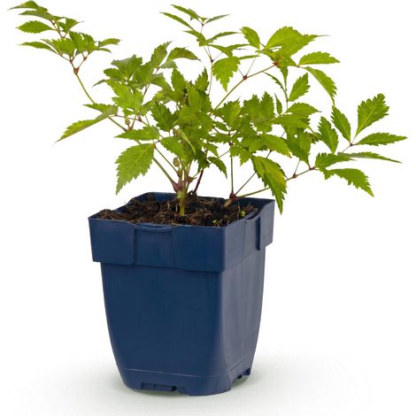 Astilbe Deutschland Blanche - Plante Vivace d'Ombre - Pot de 11cm - Hauteur 15-25cm - PANGIVO