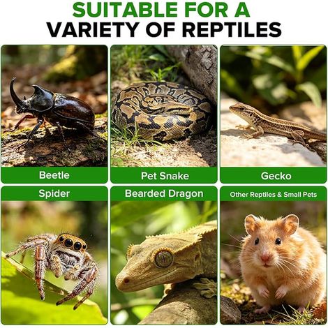 Terrarium pour reptiles acrylique Transparent Portable pour araignées lézards coléoptères grenouilles serpents gecko 20 x 10 x 15 cm (1/3)