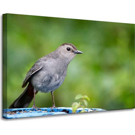 Leinwanddruck Tiere Sitzender Vogel 90x60