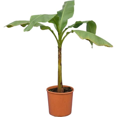 Bloomique - Musa basjoo - Bananier du Japon - Rustique - Plante balcon - Plante jardin - Hauteur 100-110 cm - Pot 26 cm (1/5)