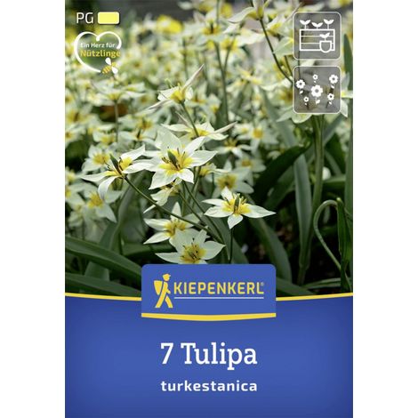 Kiepenkerl Herbstblumenzwiebel Wildtulpe Tulipa turkestanica 7 Stück (1/2)