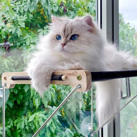Hamac Fenêtre Chat 360° Vue - Design Moderne pour Appartement & Chats Curieux, Support 15kg, Installation 5 Min