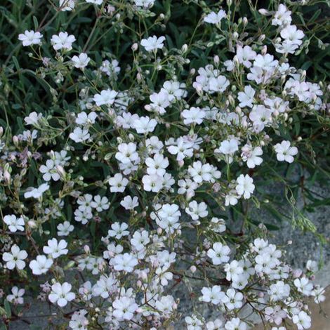 4 x Gypsophile rampant - Gypsophila repens 'Rosea' - godet 9x9 (1/4)