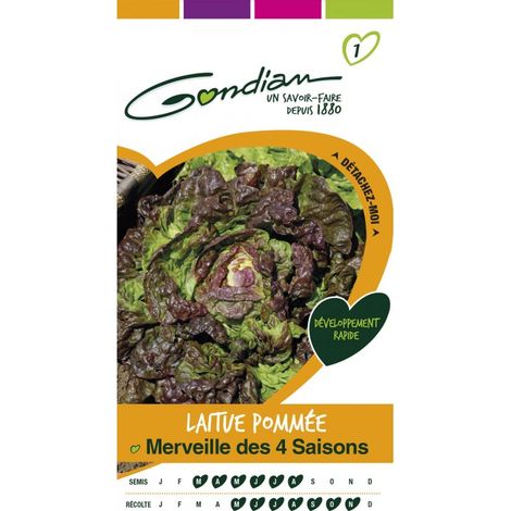 Gondian - Laitue Pommée Merveille des 4 Saisons (1/3)
