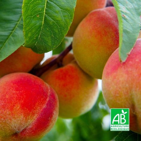 Pêcher 'Précoce de Hale' BIO (Prunus persica 'Précoce de Hale') (1/3)