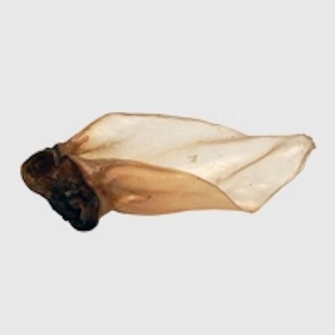 Buffalo Large Ear (with meat) PK50 - 121400