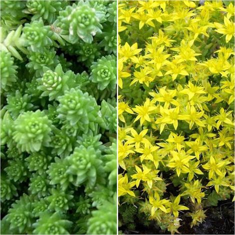 Pack de 4 Plantas Tapizantes de Pampajarito. Sedum Acre