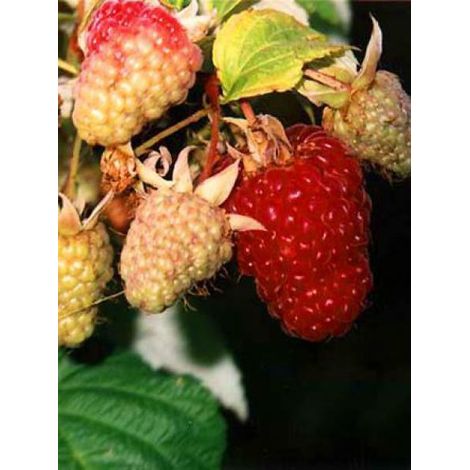Framboisier 'Zefa Herbsternte' Pot de 1,5L/2L, Touffe (1/3)