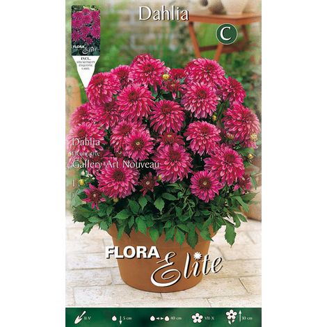 DAHLIA DECORATIVE GALLERY ART NOUVEAU (CONFEZIONE DA 1 BULBO)