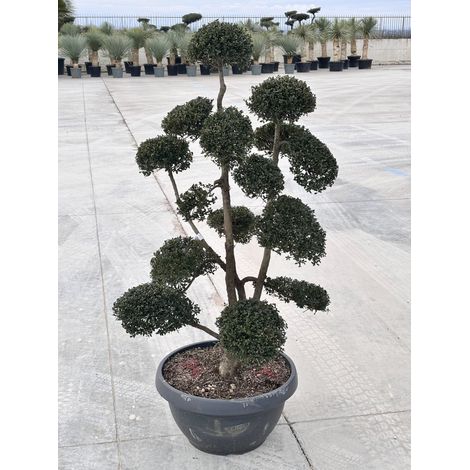ILEX CRENATA KINME BONSAI CIOTOLA 60
