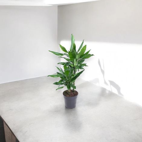 Gardenaria Dracaena fragrans 'Janet Lind' - Pianta da interno ornamentale - Altezza: 100 cm (vaso 21)