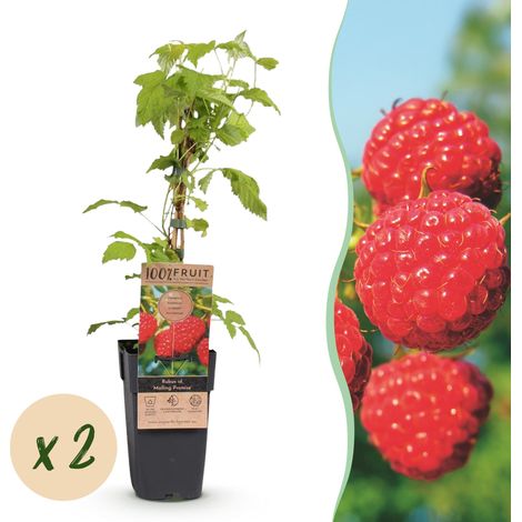 Lot de 2 Framboisiers Rubus idaeus Malling Promise Arbuste Fruitier Rouge Pot 15 cm H 50 cm - PANGIVO (1/5)
