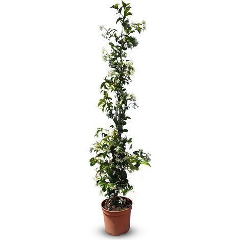 Jasmin toscan, Trachelospermum Jasminoides, 120 cm, plante