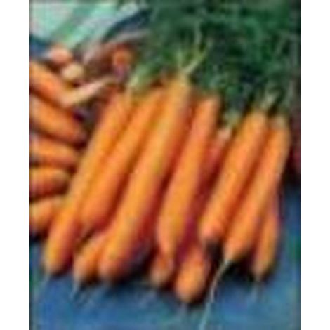 Carotte Berlicum 2 - 8g