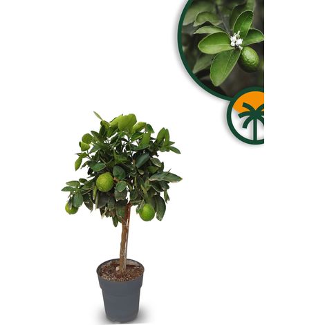 Limettier - Citrus Latifolia - 90 cm 3 ans - Emplacements (1/2)