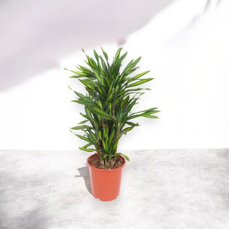 Gardenaria Dracaena fragrans 'Riki' - Pianta da interno ornamentale - Altezza: 140 cm (vaso 30) (1/5)