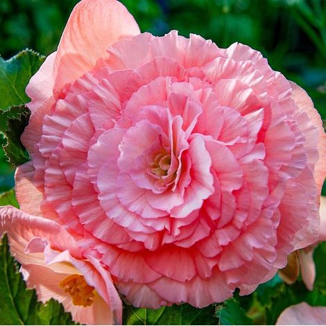 Bégonia double rose - Bulbes à fleurs - 5 pièces - Rose - Bulbes à fleurs - Tubercules pour l'extérieur (1/3)