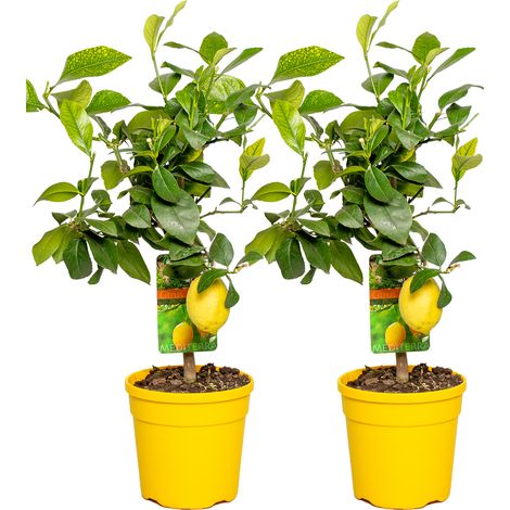 Bloomique - Lot de 2 - Citrus Limon - Citronnier - Agrume - Arbre fruitier - Plantes de jardin - 50-70 cm de haut - Pot 19 cm