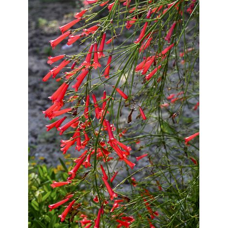 Goutte de sang, Plante corail Pot de 3L/4L